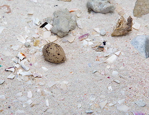 Damara Tern nest